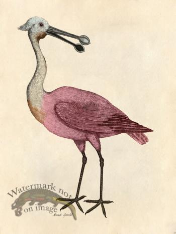 Roseate Spoonbill - Tribute Bd 19